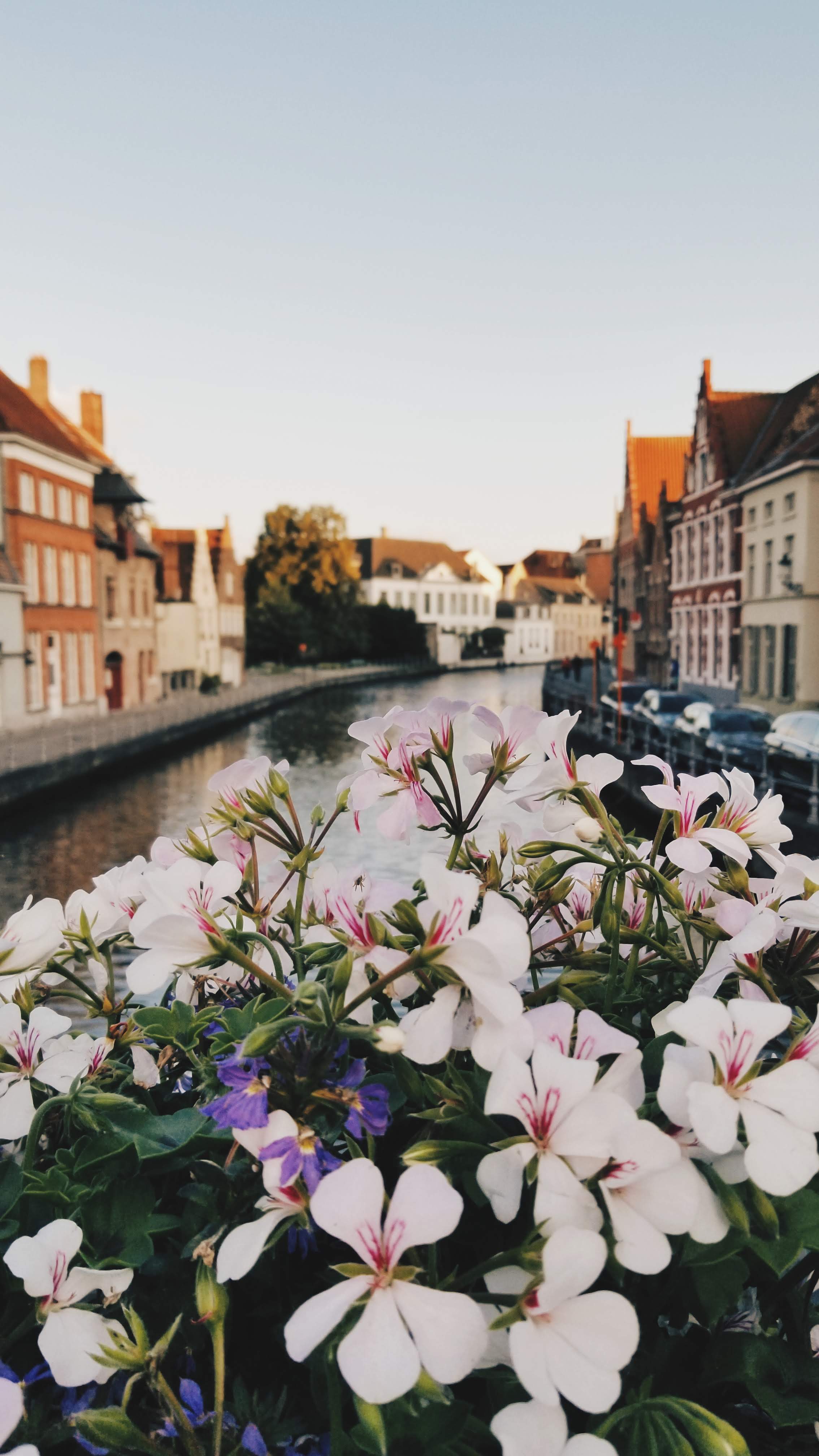 Blossoming Canal - Brugge (2019)