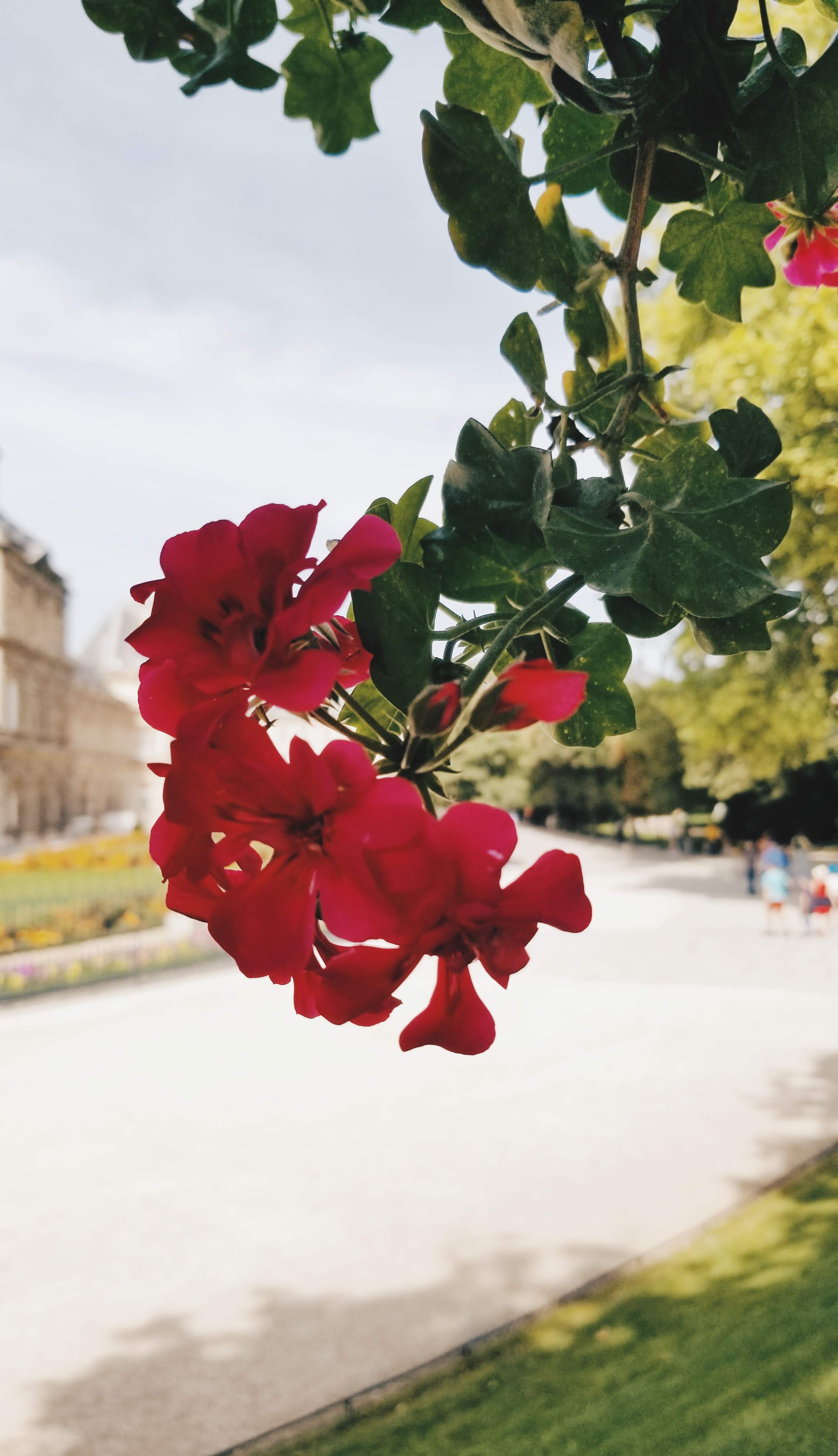 Flower - Luxembourg Gardens (2019)