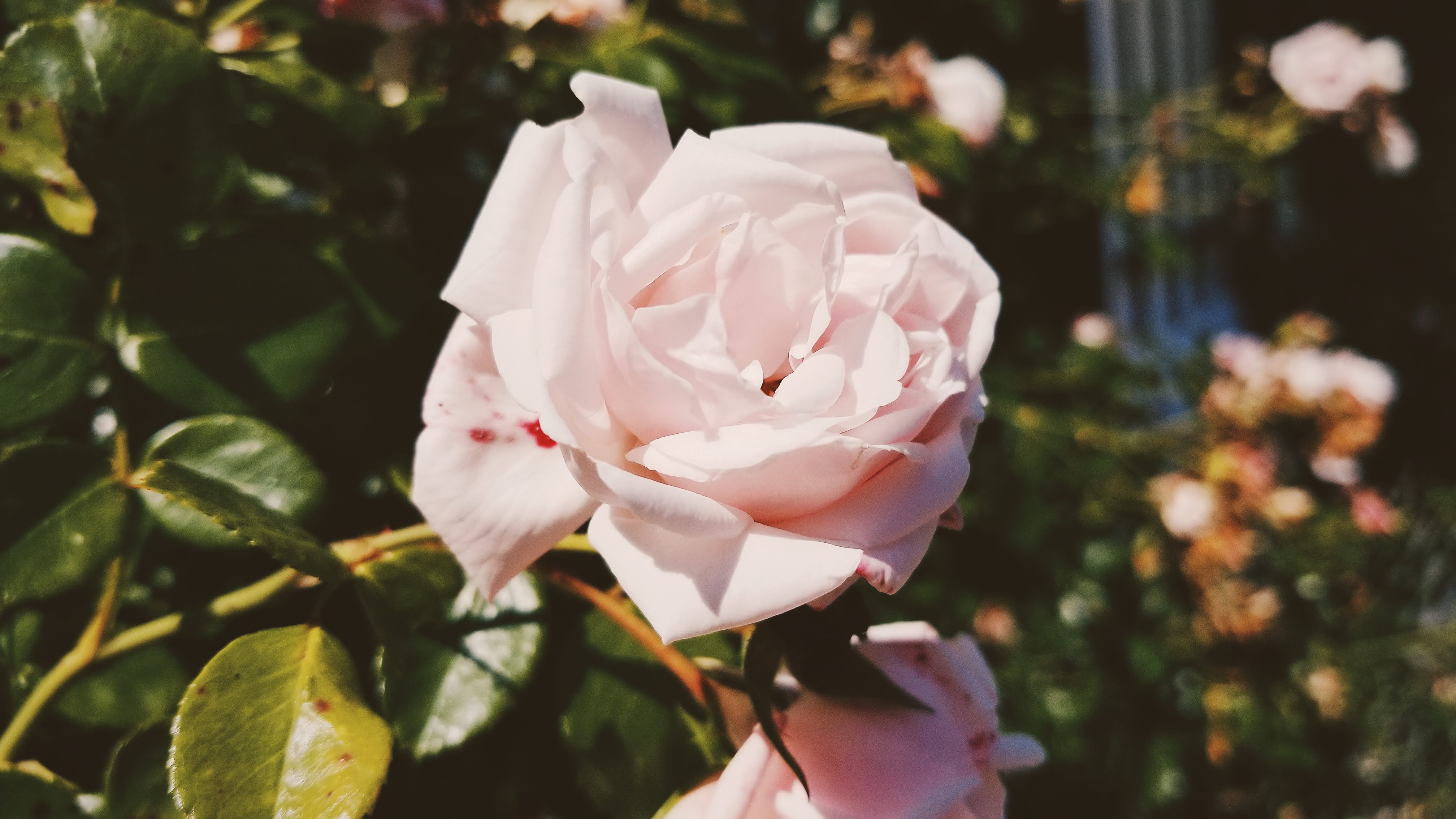 Rose - Hallstatt (2018)